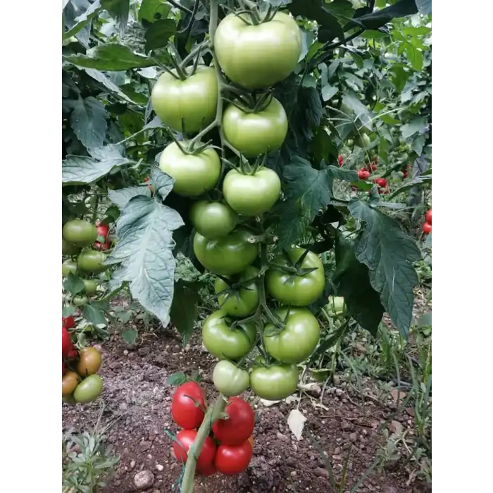 Kuantum F1 Sırık Domates Fidesi