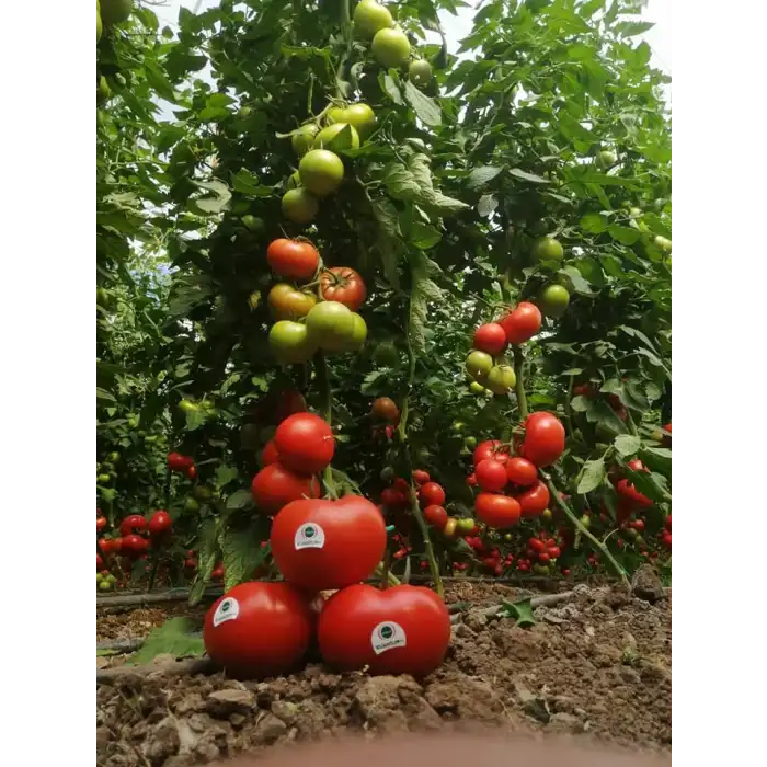 Kuantum F1 Sırık Domates Fidesi