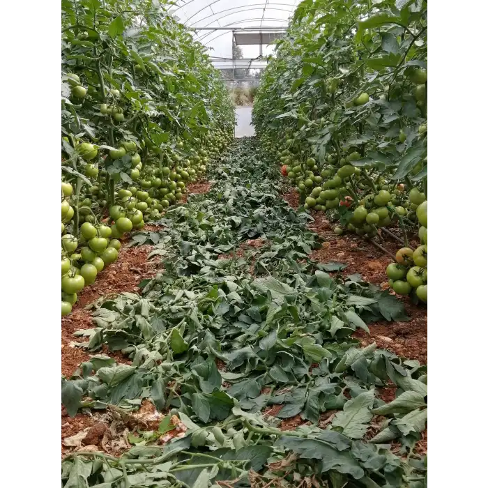 Kuantum F1 Sırık Domates Fidesi