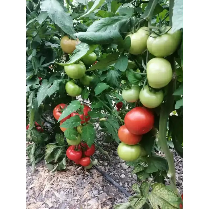 Kuantum F1 Sırık Domates Fidesi