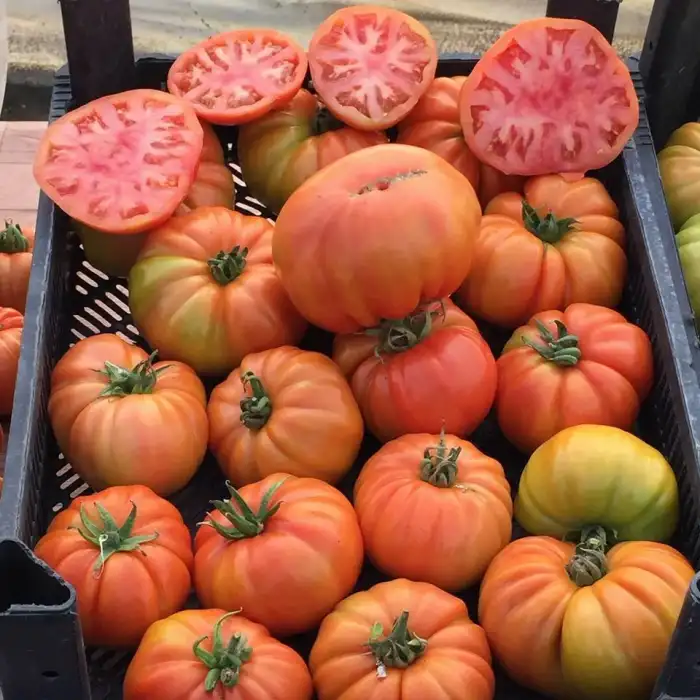 Kuzeyköy F1 Köy Tipi Domates Fidesi