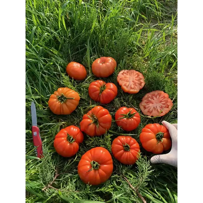 Kuzeyköy F1 Köy Tipi Domates Fidesi