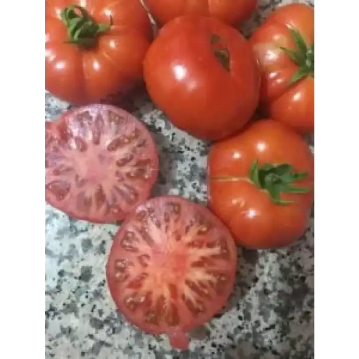 Lapçin F1 Köy Domates Fidesi