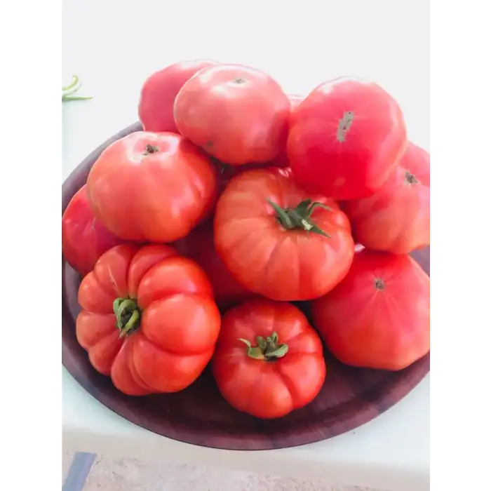 Lapçin F1 Köy Domates Fidesi