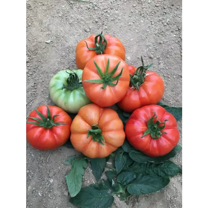 Lapçin F1 Köy Domates Fidesi