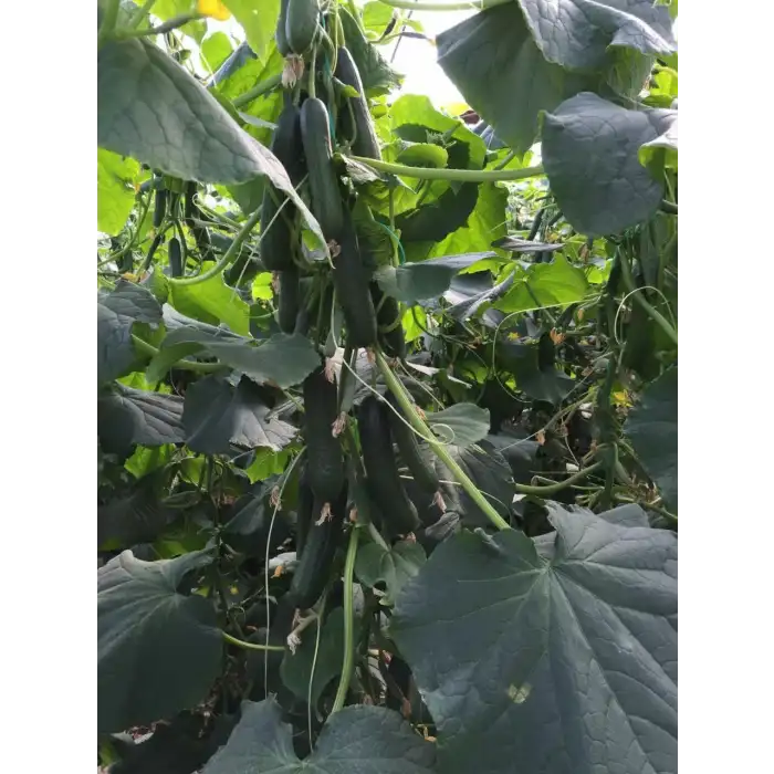 Malazgirt F1 Sırık Hıyar Fidesi