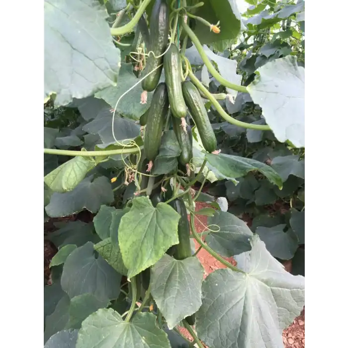 Malazgirt F1 Sırık Hıyar Fidesi