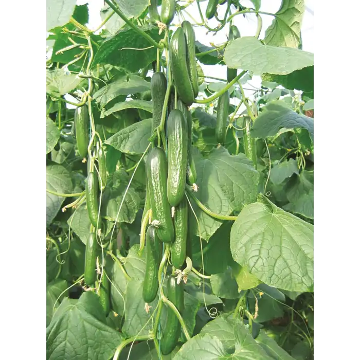 Malazgirt F1 Sırık Hıyar Fidesi