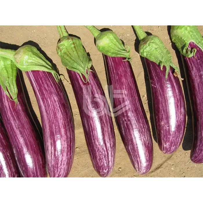 Manisa Çizgili F1 Patlıcan Fidesi