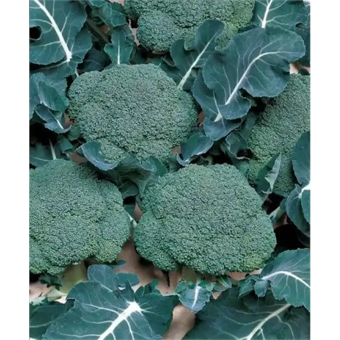 Marathon F1 Brokoli Fidesi