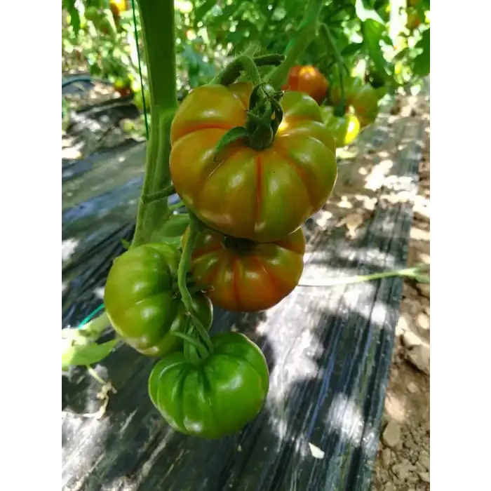 Maremagno F1 Köy Tipi Domates Fidesi