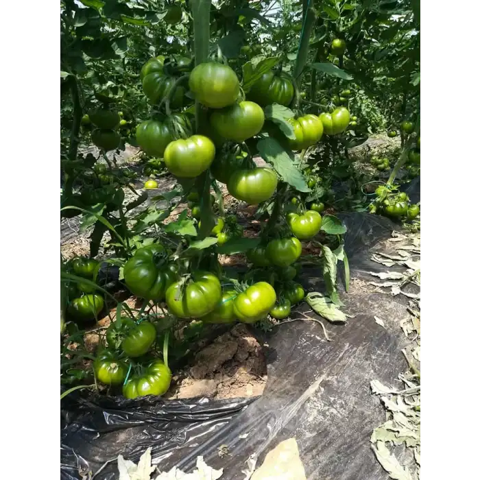 Maremagno F1 Köy Tipi Domates Fidesi