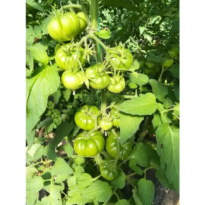 Maremagno F1 Köy Tipi Domates Fidesi