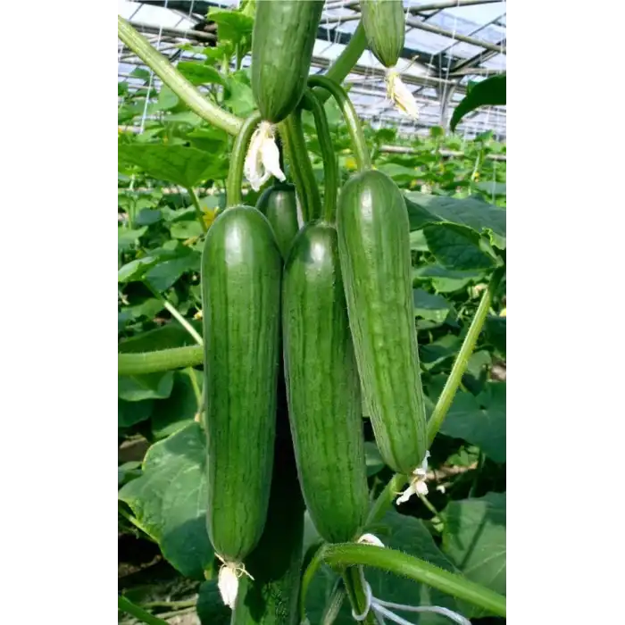 Multistar RZ (22-32) F1 Sırık Hıyar Fidesi