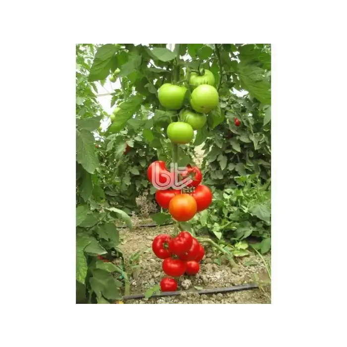 Narita F1 Beef Domates Fidesi