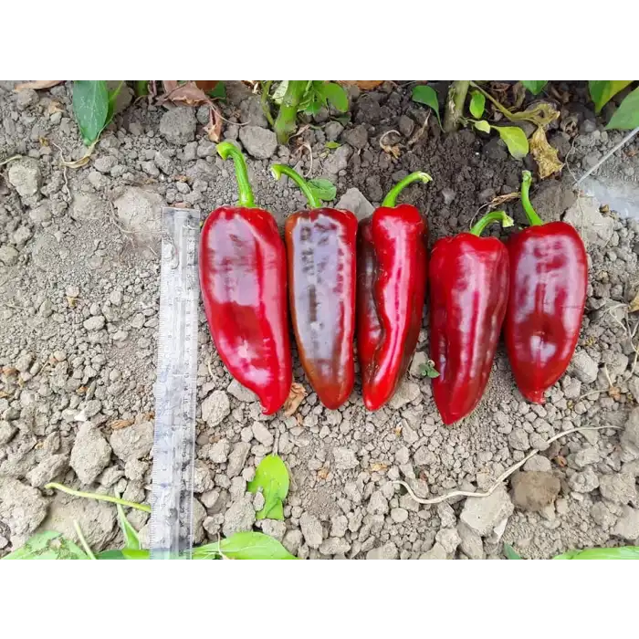 Nefer F1 Kapya Biber Fidesi