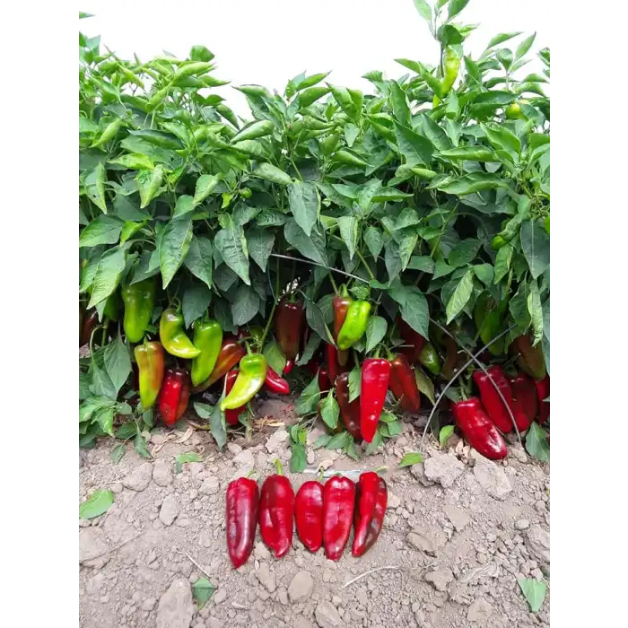 Nefer F1 Kapya Biber Fidesi