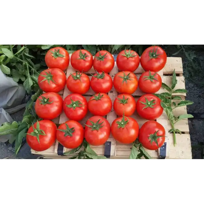 Nergis F1 Oturak Domates Fidesi