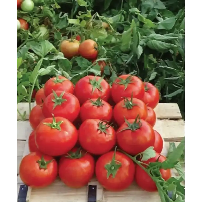 Nergis F1 Oturak Domates Fidesi