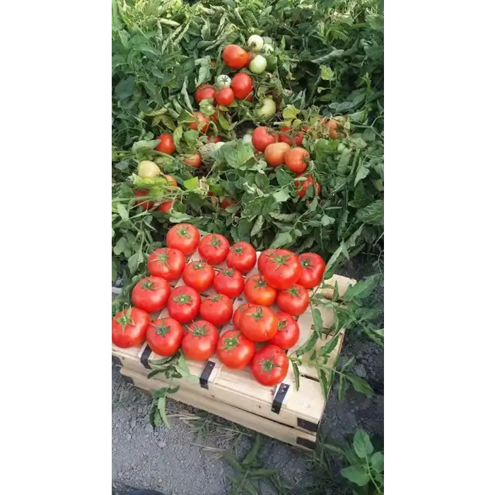 Nergis F1 Oturak Domates Fidesi