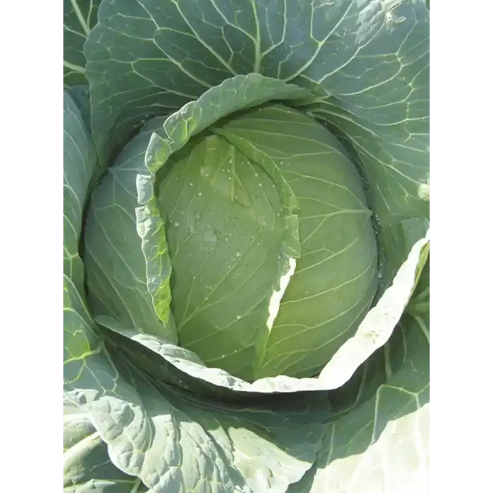 Pamir F1 Beyaz Lahana Fidesi