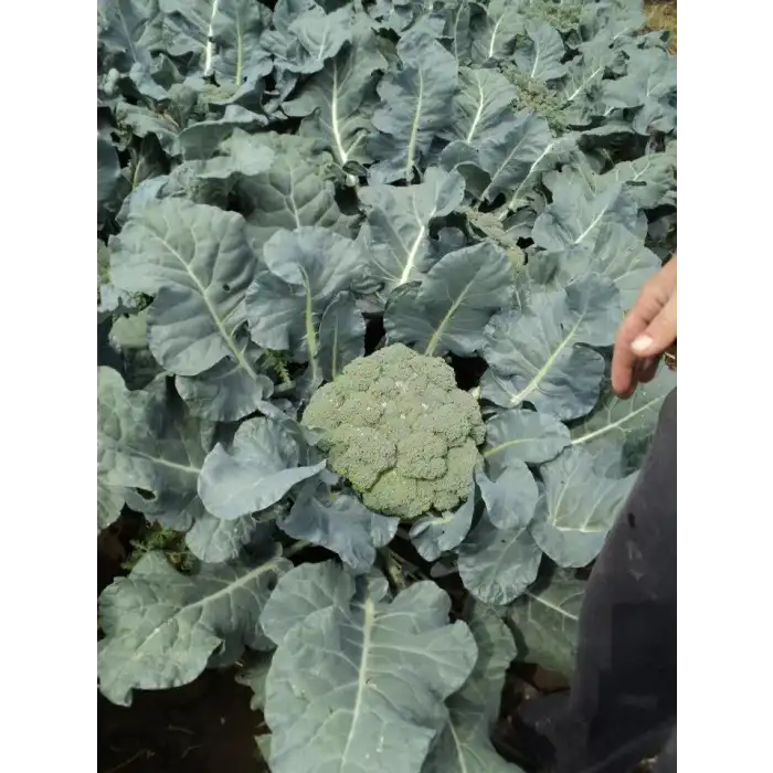 Parthenon F1 Brokoli Fidesi