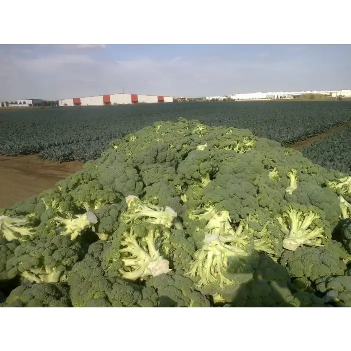 Parthenon F1 Brokoli Fidesi