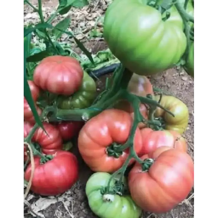 Pembeköy F1 Köy Tipi Pembe Domates Fidesi