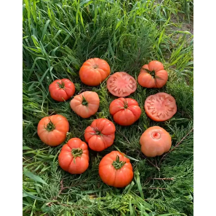 Pembeköy F1 Köy Tipi Pembe Domates Fidesi