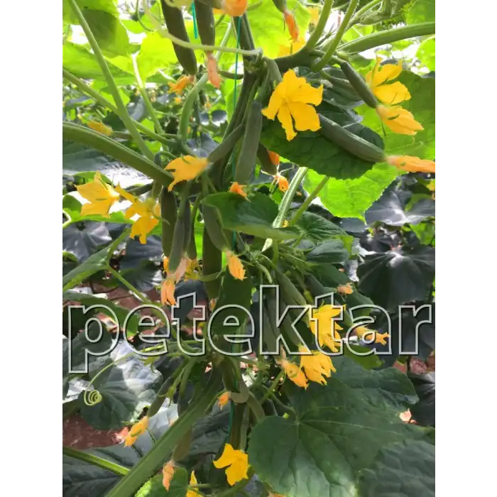 Petek Çıtır F1 Silor Hıyar Tohumu 500 Adet