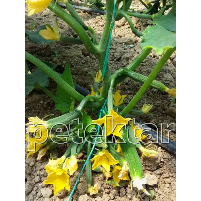 Petek Çıtır F1 Silor Hıyar Tohumu 500 Adet