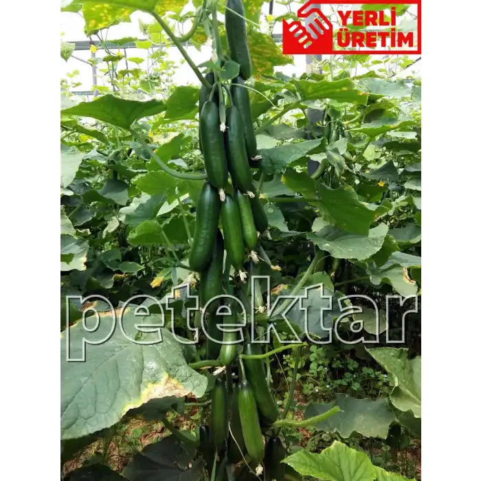 Petek Çıtır F1 Silor Hıyar Tohumu 500 Adet