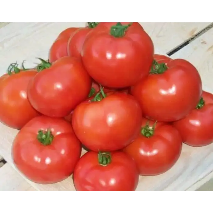 Porsuk F1 Oturak Domates Fidesi