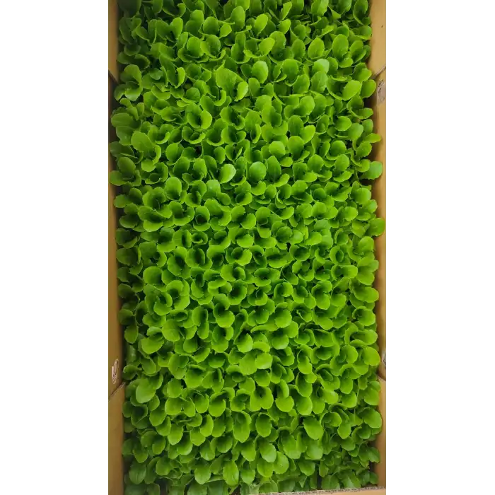 Presidential Yedikule Marul Fidesi