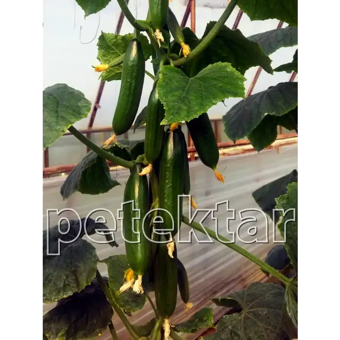 PTK-40 F1 Silor Hıyar Fidesi