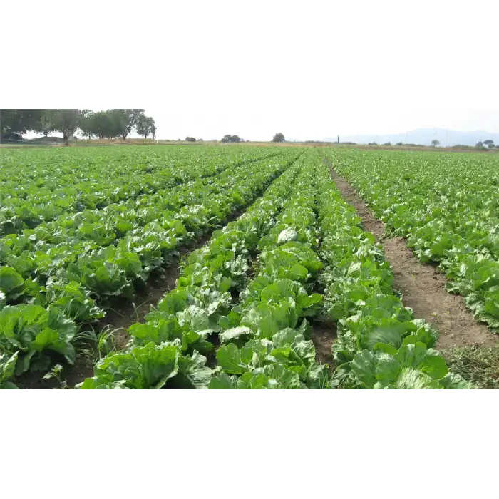 Robinson İceberg Marul Fidesi