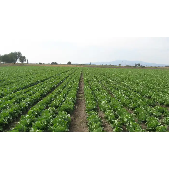 Robinson İceberg Marul Fidesi