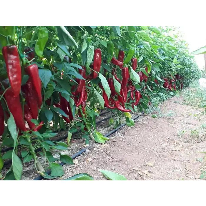 Rosso F1 Kapya Biber Fidesi