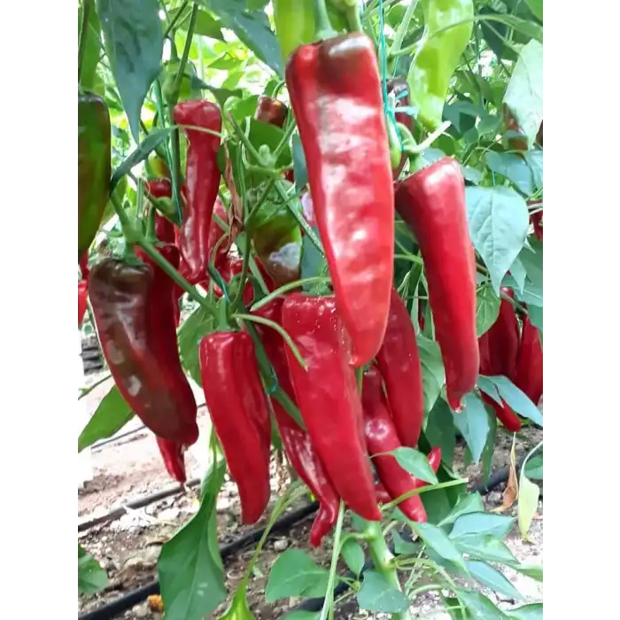 Rosso F1 Kapya Biber Fidesi