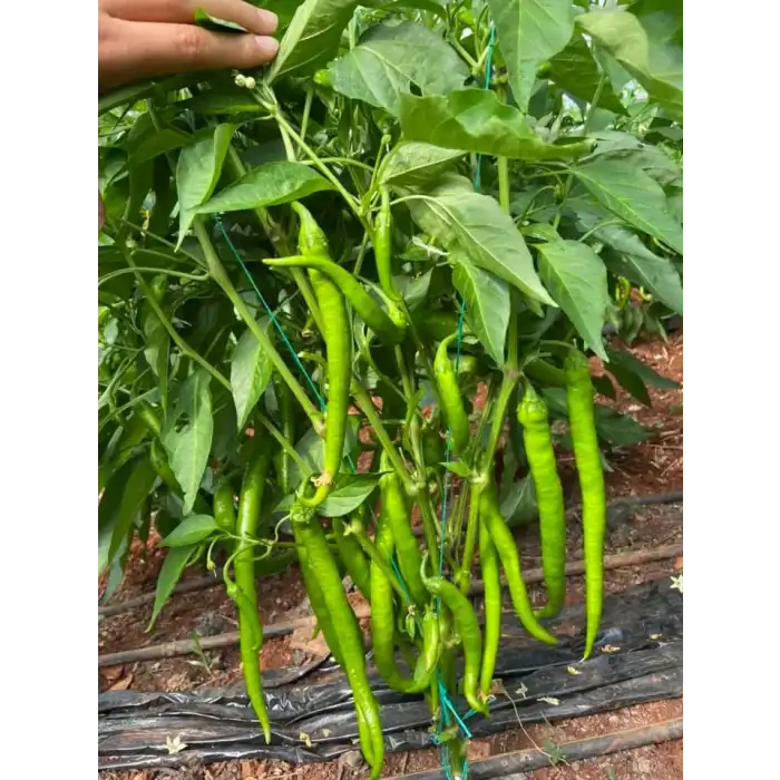 Rüzgar F1 İnce Sivri Biber Fidesi