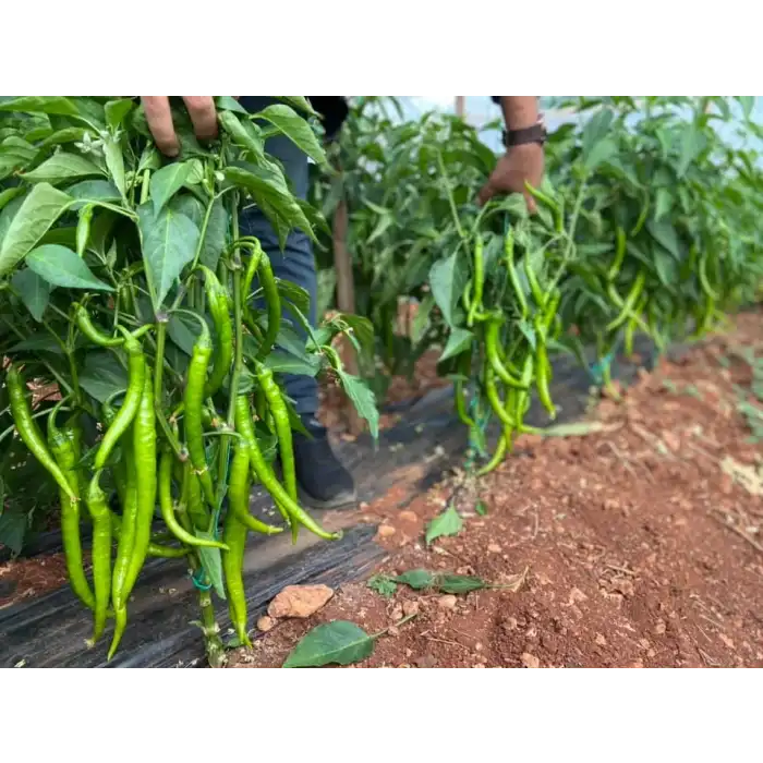 Rüzgar F1 İnce Sivri Biber Fidesi