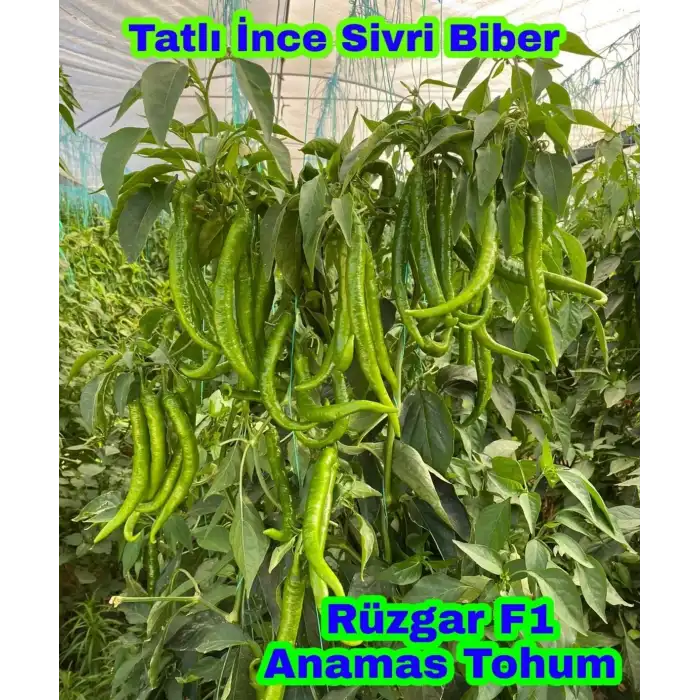 Rüzgar F1 İnce Sivri Biber Fidesi