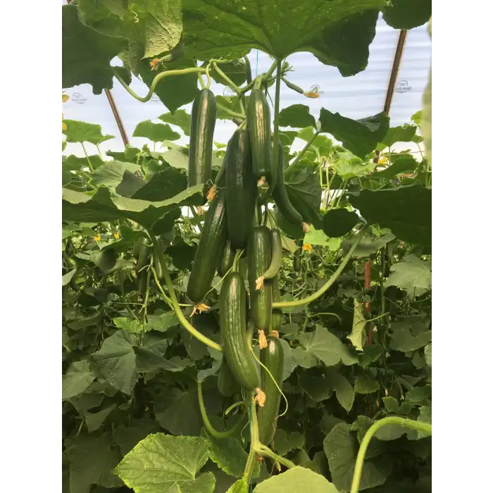 Şampiyon Menderes F1 Sırık Hıyar Fidesi