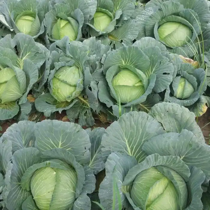 Sarman F1 Beyaz Lahana Fidesi