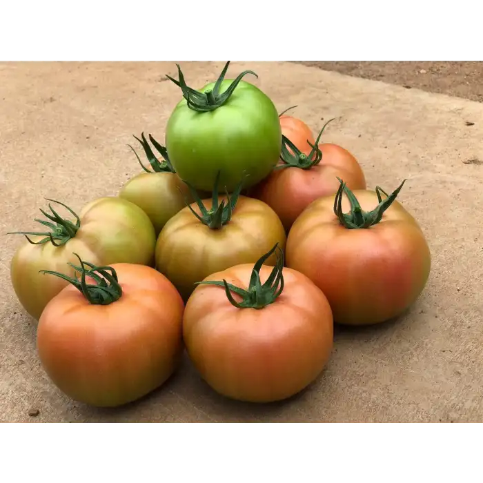 Sazak F1 Pembe Domates Fidesi