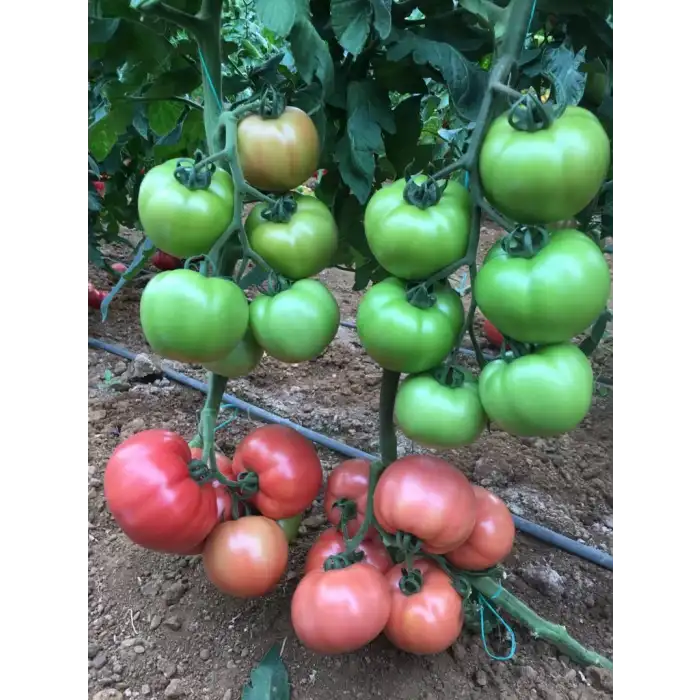 Sazak F1 Pembe Domates Fidesi