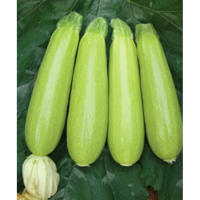 Seyden F1 Kabak Fidesi