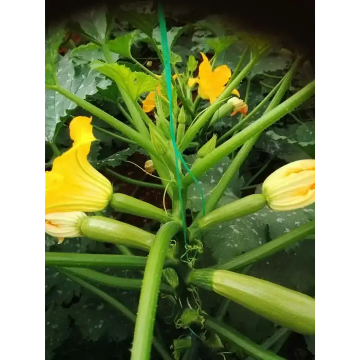 Seyden F1 Kabak Fidesi