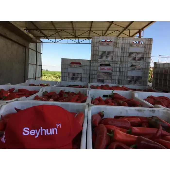 Seyhun F1 Kapya Biber Fidesi