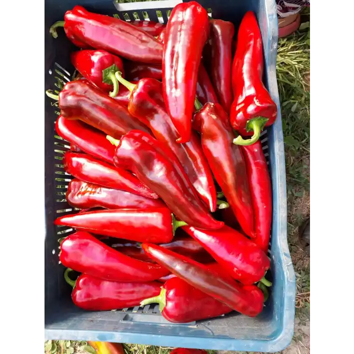 Seyhun F1 Kapya Biber Fidesi